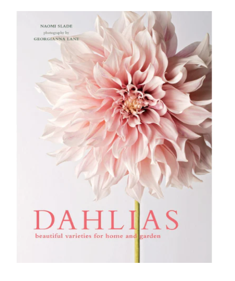 Dahlias