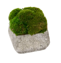 Medium Stone Container with Mood Moss